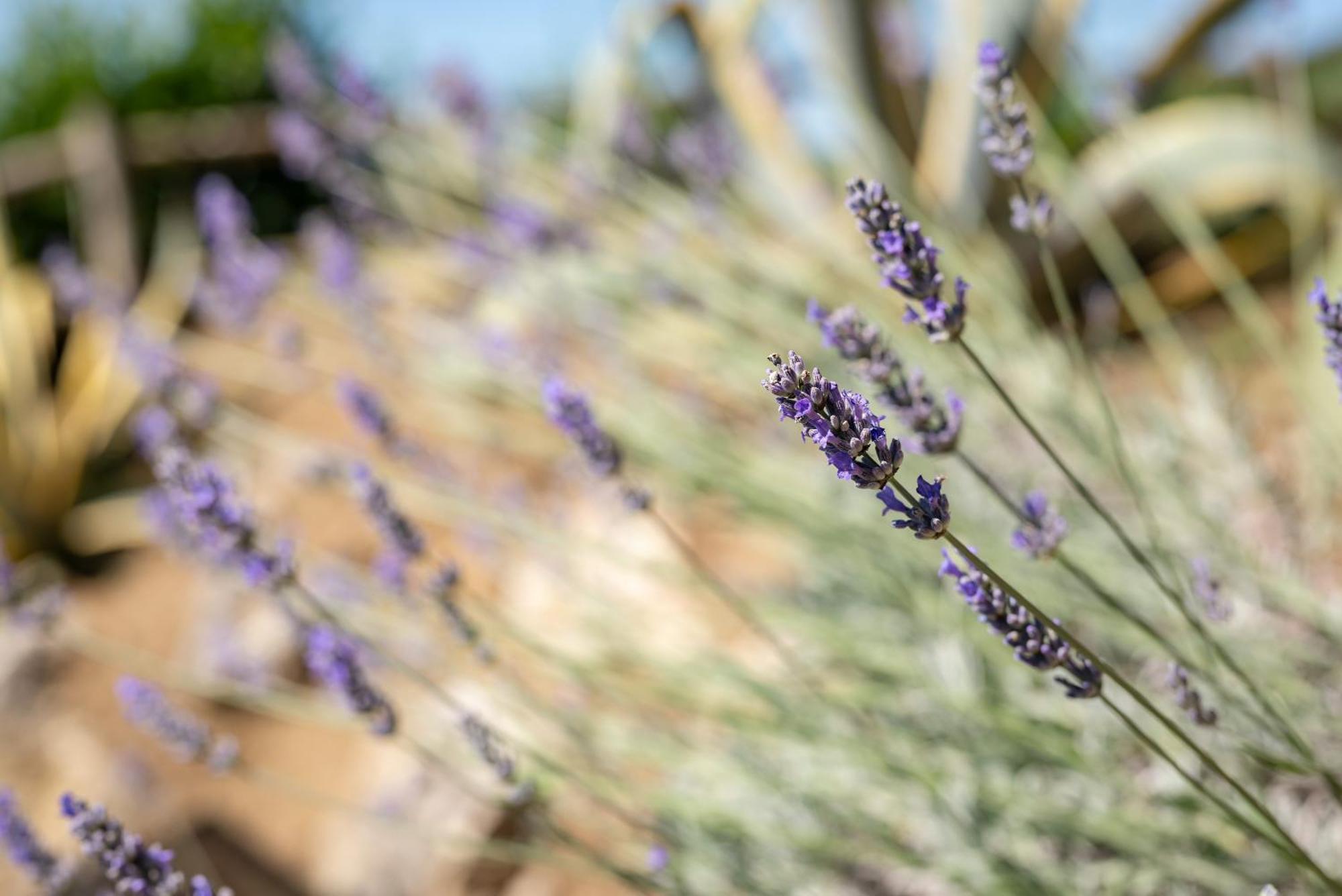 Agriturismo Bio Fattoria Bacio 切塔尔多 外观 照片